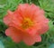 Peachy Orange Portulaca Moss Rose Blossom