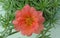 Peachy Orange Portulaca Moss Rose Blossom