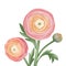 peachy ranunculus flowers
