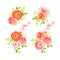 Peachy roses, ranunculus and herbs bouquets vector design