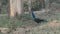 Peacock in Agra park, India