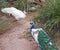Peacock and Albino Peacock squaring off and fighting each other in Adelaide Australia