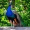 Peacock at the Assiniboine Park Zoo, Winnipeg, Manitoba, Canada