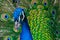 Peacock with assorted colored feathers. Close-up of the plumage of a peacock