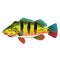 Peacock Bass bright Ocean Gamefish illustration