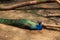 Peacock with beautiful tail resting under sunshine