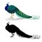 Peacock beauty exotic bird natural and silhouette on a white background watercolor vintage vector illustration editable