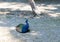 Peacock bird animals in the wild sits in the shade of a tree