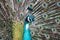 Peacock bird close up portrait