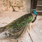 Peacock bird. Incredibly beautiful representative of wildlife in captivity