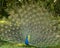 Peacock bird stock photos. Image. Portrait. Picture. Colourful bird. Beautiful bird. Blue and green plumage. Fan tail