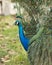 Peacock bird stock photos. Image. Portrait. Picture. Colourful bird. Beautiful bird. Blue and green plumage. Fan tail. Courtship