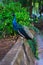 Peacock. A bird in the wild at The national Park