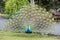 Peacock bird wonderful feather open wheel portrait