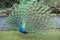 Peacock bird wonderful feather open wheel portrait