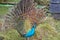 Peacock bird wonderful feather open wheel portrait