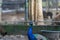 Peacock , The blue , stay in a cage ,