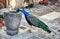 Peacock in the Bodrum Castle