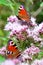 Peacock Butterflies - Aglais io