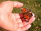 Peacock butterfly