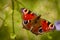 Peacock Butterfly