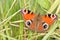 Peacock butterfly