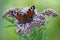 Peacock Butterfly