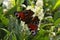 peacock butterfly