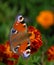 Peacock butterfly on a african marigold