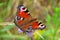 Peacock Butterfly - Aglais io