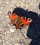 Peacock butterfly (aglais io)