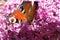 Peacock butterfly Aglais io on Buddleia