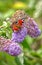 Peacock butterfly, aglais io, on Buddleja florets.