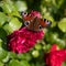 Peacock butterfly, aglais io, european peacock butterfly sitting on flowering red rose in garden.