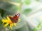 The peacock butterfly Aglais io of family Nymphalidae