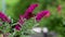 Peacock butterfly - aglais io - on flowering pink butterflybush - Buddleja davidii - in garden.