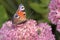 Peacock-butterfly - Aglais-io - on a orpine blossom - Sedum telephium