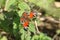 A Peacock Butterfly, Aglais io, resting on a stinging nettle plant in autumn.