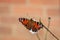 Peacock butterfly, Aglais io, resting on a white flower