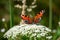 Peacock butterfly (Aglais io) sits on Yarrow plant (Achillea millefolium) on a bright sunny day