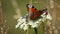 Peacock butterfly (Aglais io) sits on Yarrow plant (Achillea millefolium) on a bright sunny day