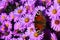 Peacock butterfly, also called European Peacock, latin name Aglais Io, sitting on flowers of Bush Aster, variety Apollo