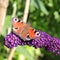 Peacock butterfly on a blooming summer lilac