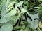 Peacock Butterfly Caterpillar on a nettle close up