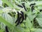 Peacock Butterfly Caterpillar on a nettle close up