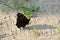 Peacock butterfly colourful aglais io on beach sand grass