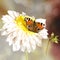 Peacock butterfly, dahlia flower