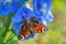 Peacock butterfly on delphinium flower