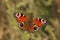 Peacock butterfly detail