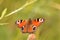 Peacock butterfly detail